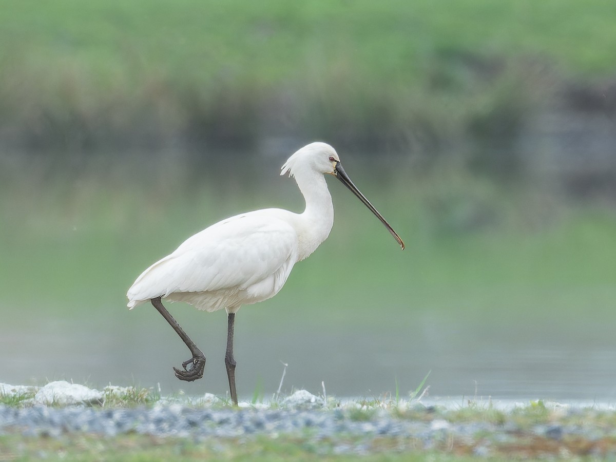 Eurasian Spoonbill - ML616763544