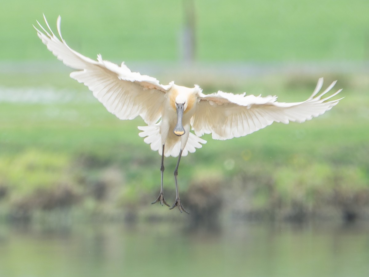 Eurasian Spoonbill - ML616763545