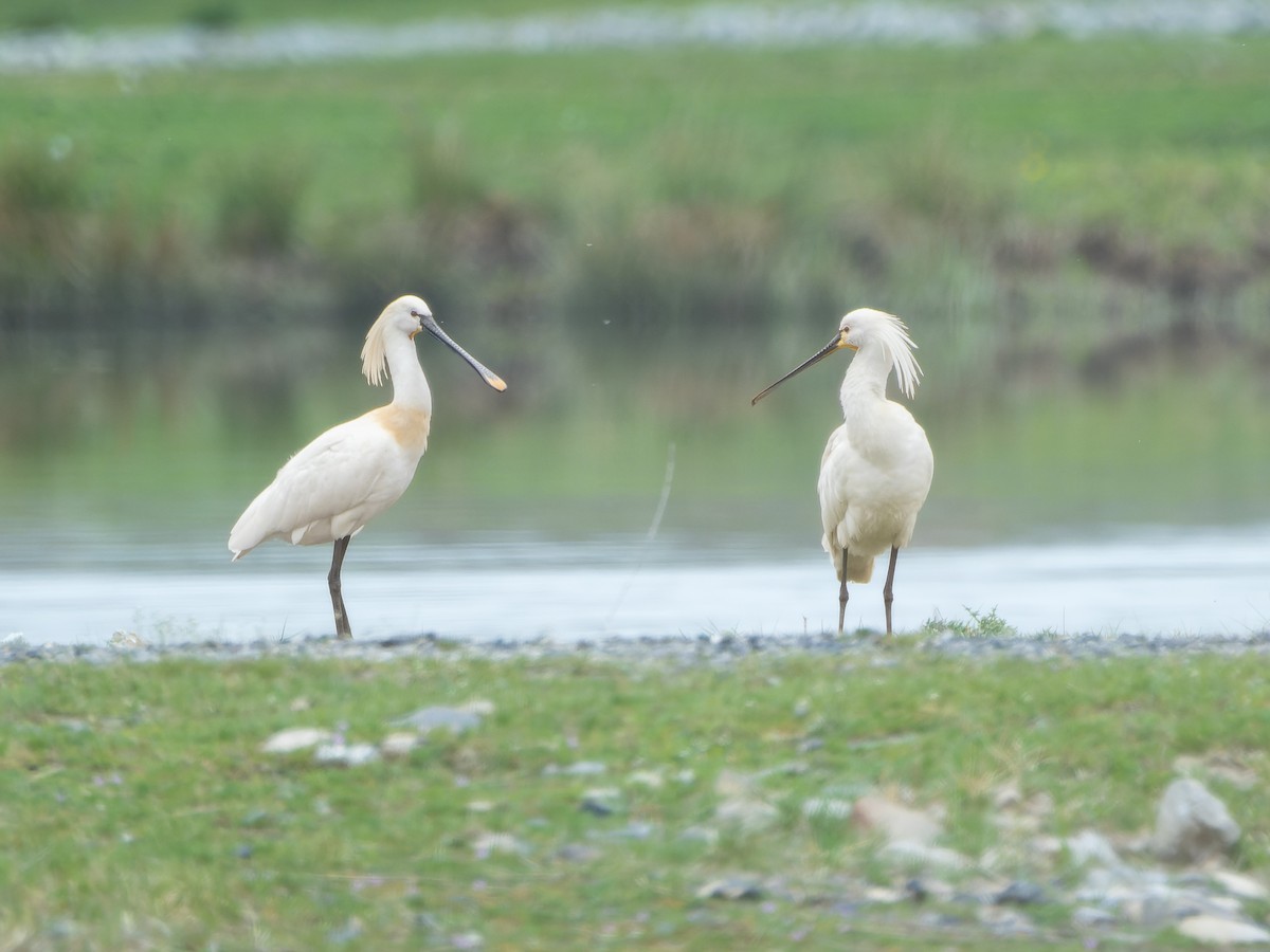 Eurasian Spoonbill - ML616763546