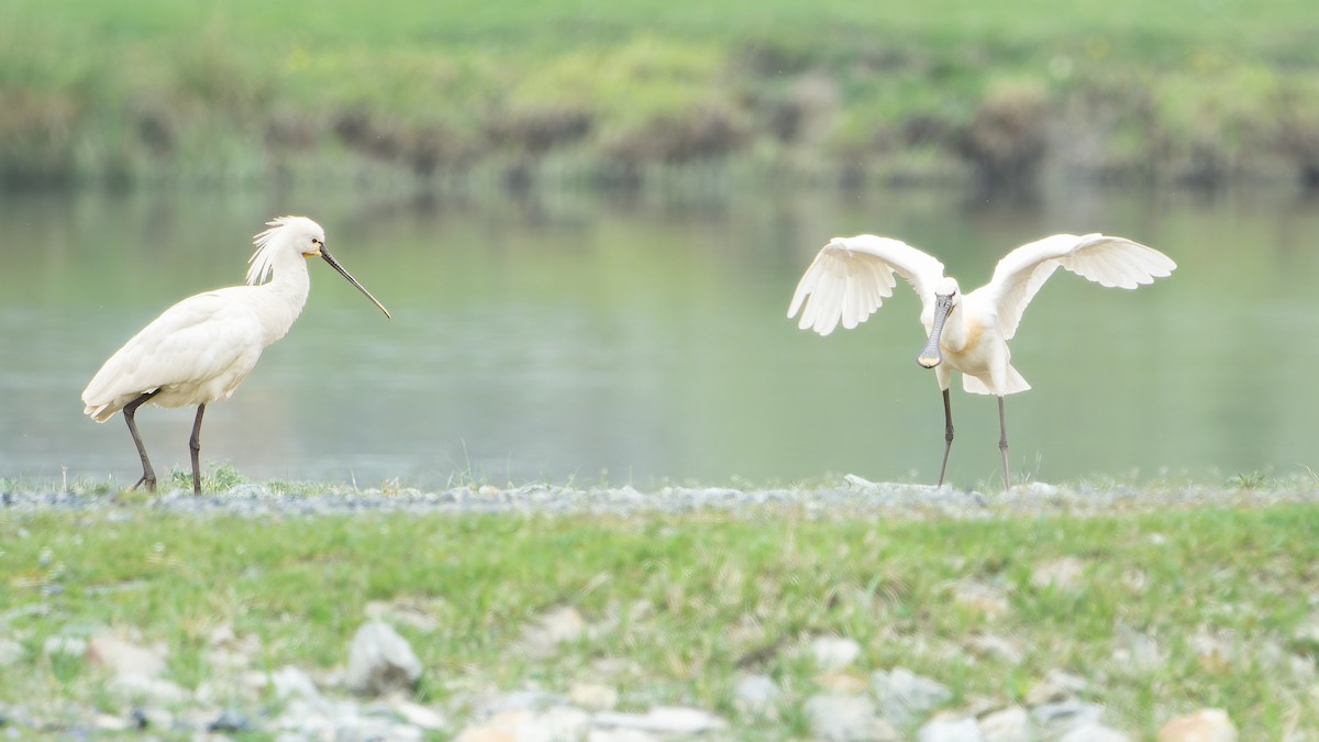 Eurasian Spoonbill - ML616763547