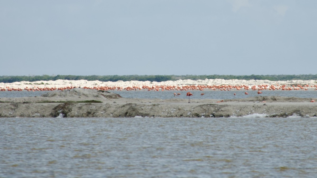 Flamant des Caraïbes - ML616763562