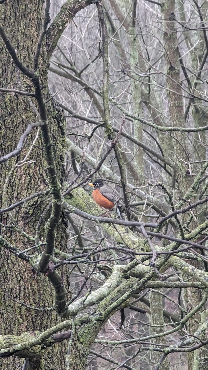 American Robin - ML616763585