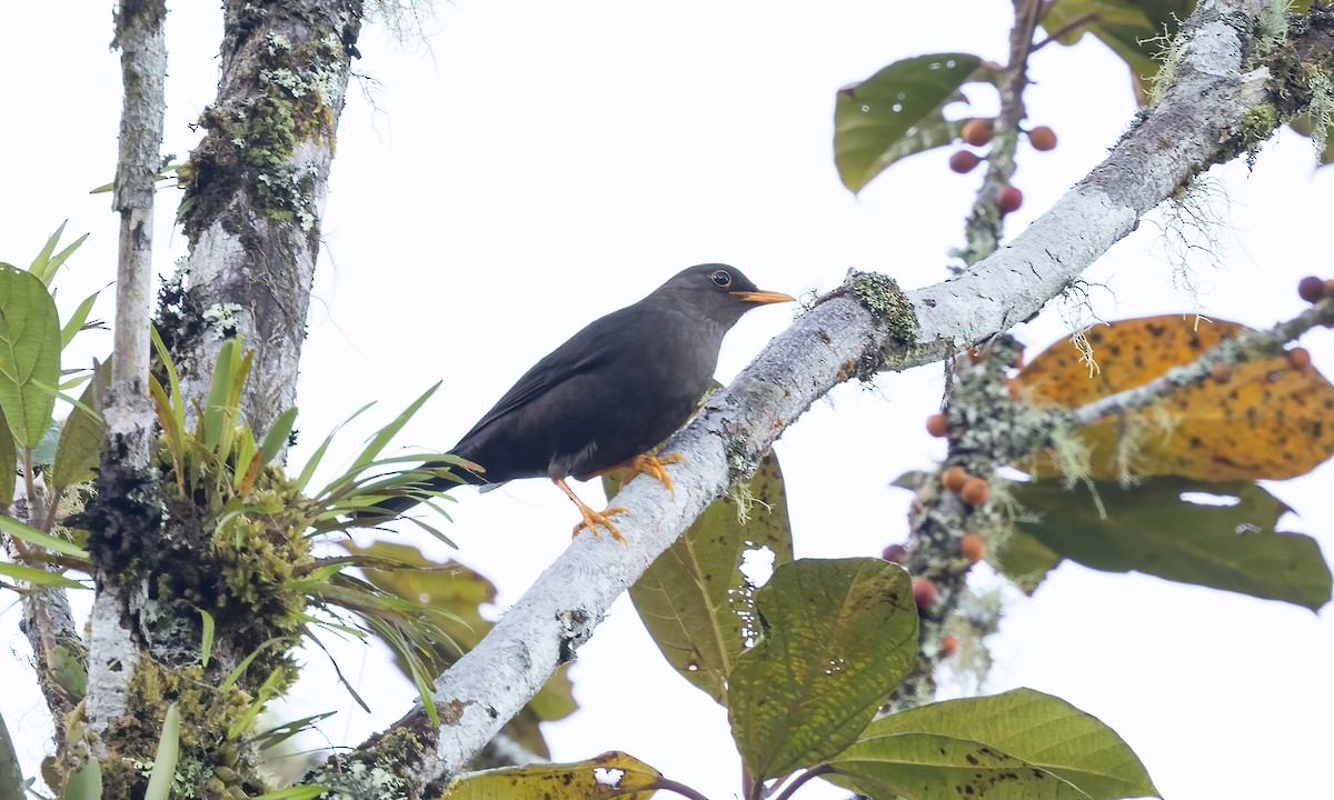 Island Thrush - ML616763593