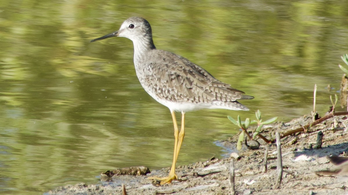 Lesser Yellowlegs - ML616763628