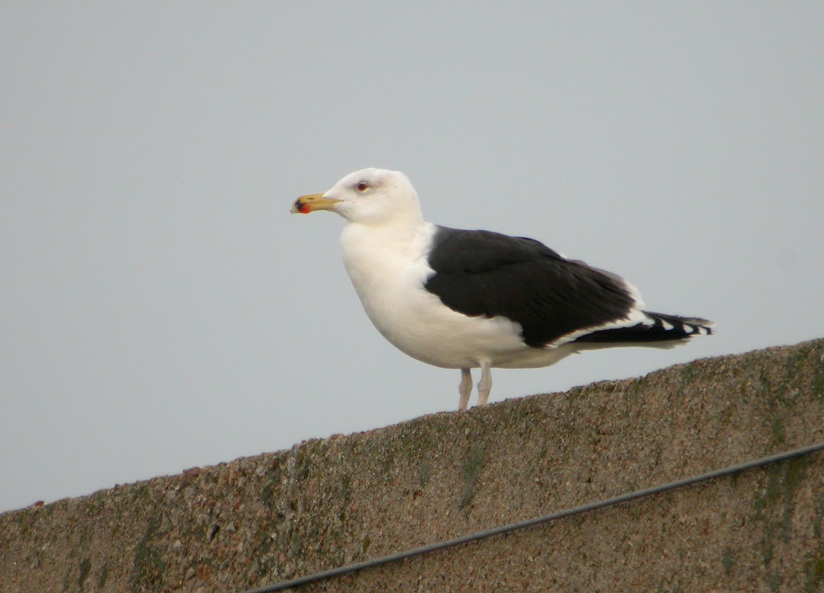 Great Black-backed Gull - ML616763668