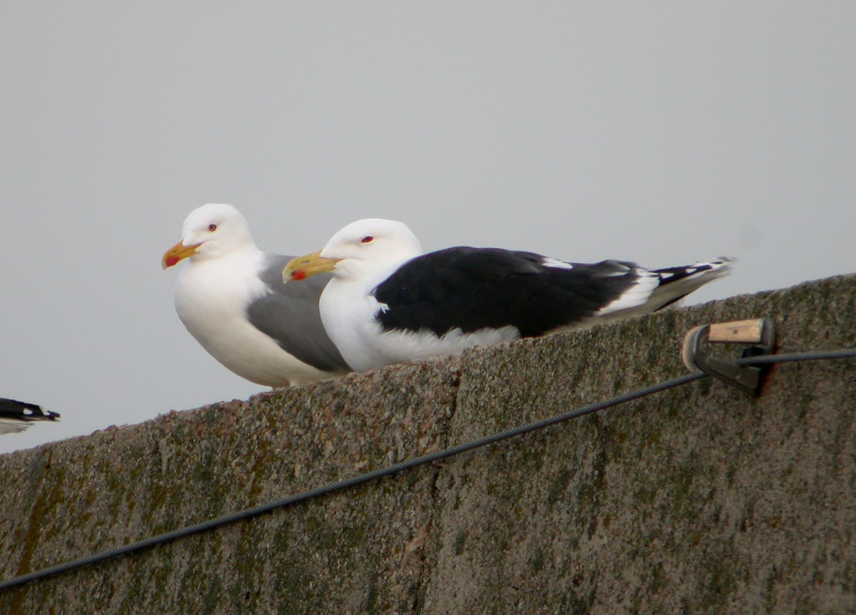 Great Black-backed Gull - ML616763671