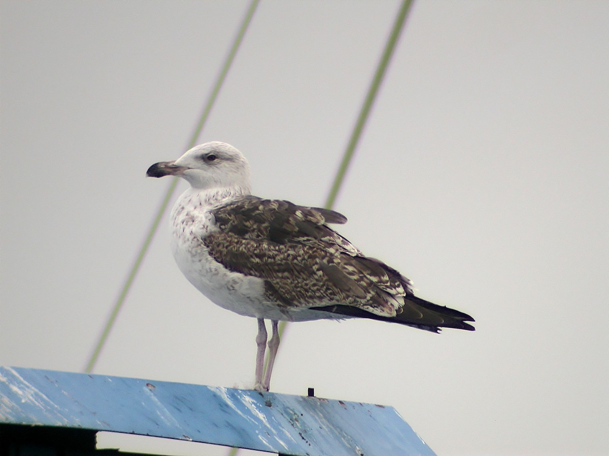 Great Black-backed Gull - ML616763672