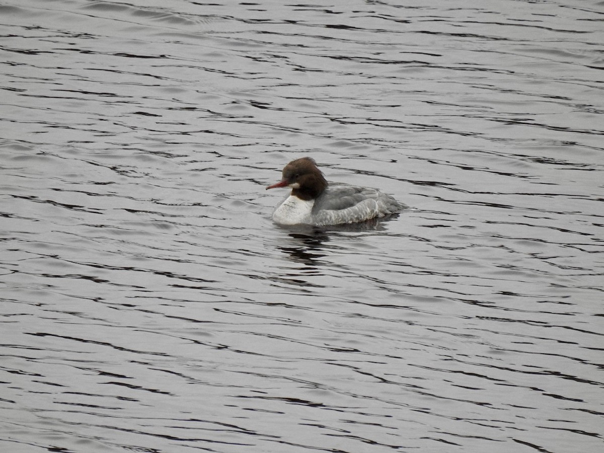 Grand Harle (merganser/orientalis) - ML616763694