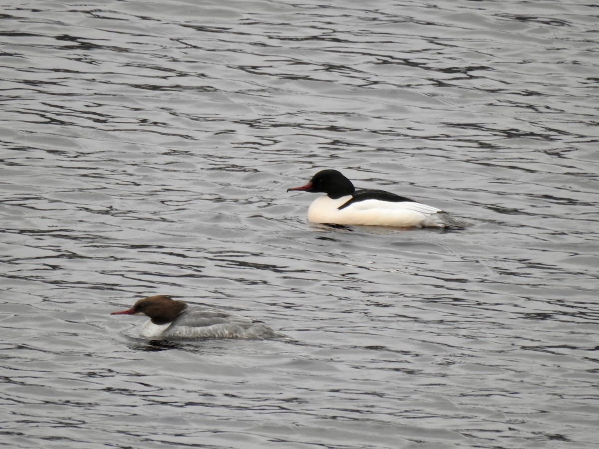 Grand Harle (merganser/orientalis) - ML616763695