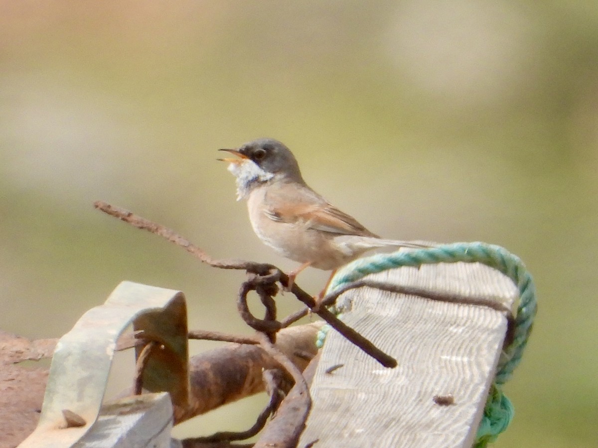 Spectacled Warbler - ML616763717