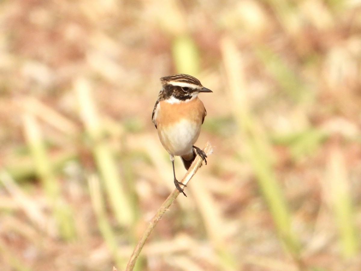 Whinchat - ML616763721