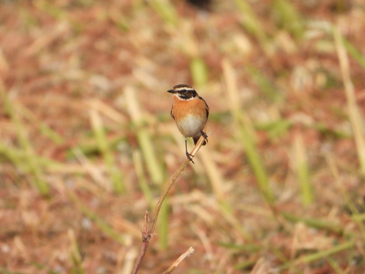 Whinchat - ML616763722