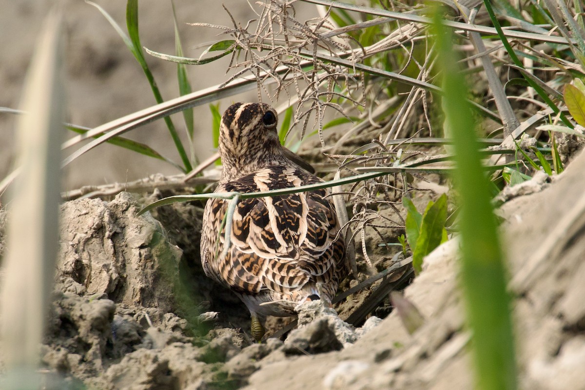 Swinhoe's/Pin-tailed Snipe - ML616763730