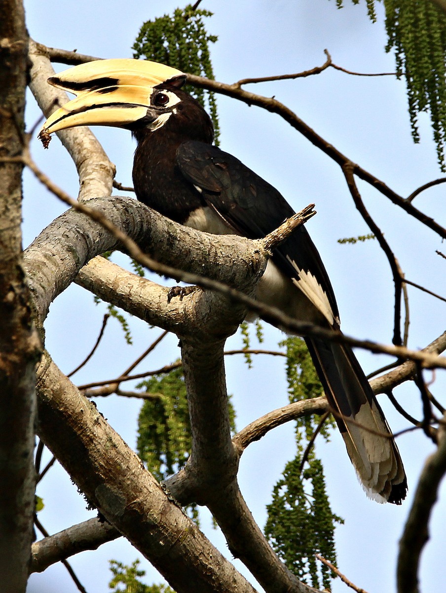 Oriental Pied-Hornbill - subrata sarkar