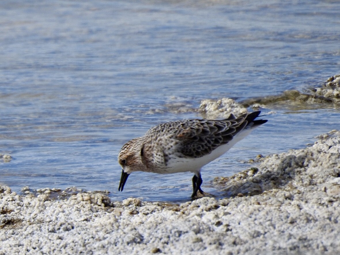 Red-necked Stint - David Koch