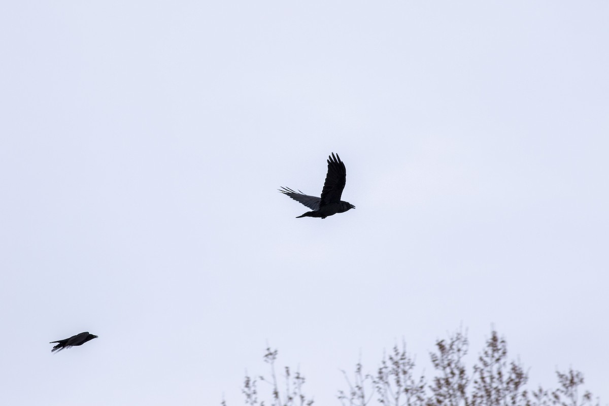 Common Raven - Ümit Sevim