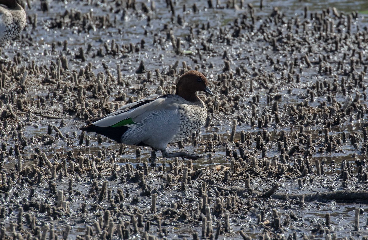 Maned Duck - ML616763899