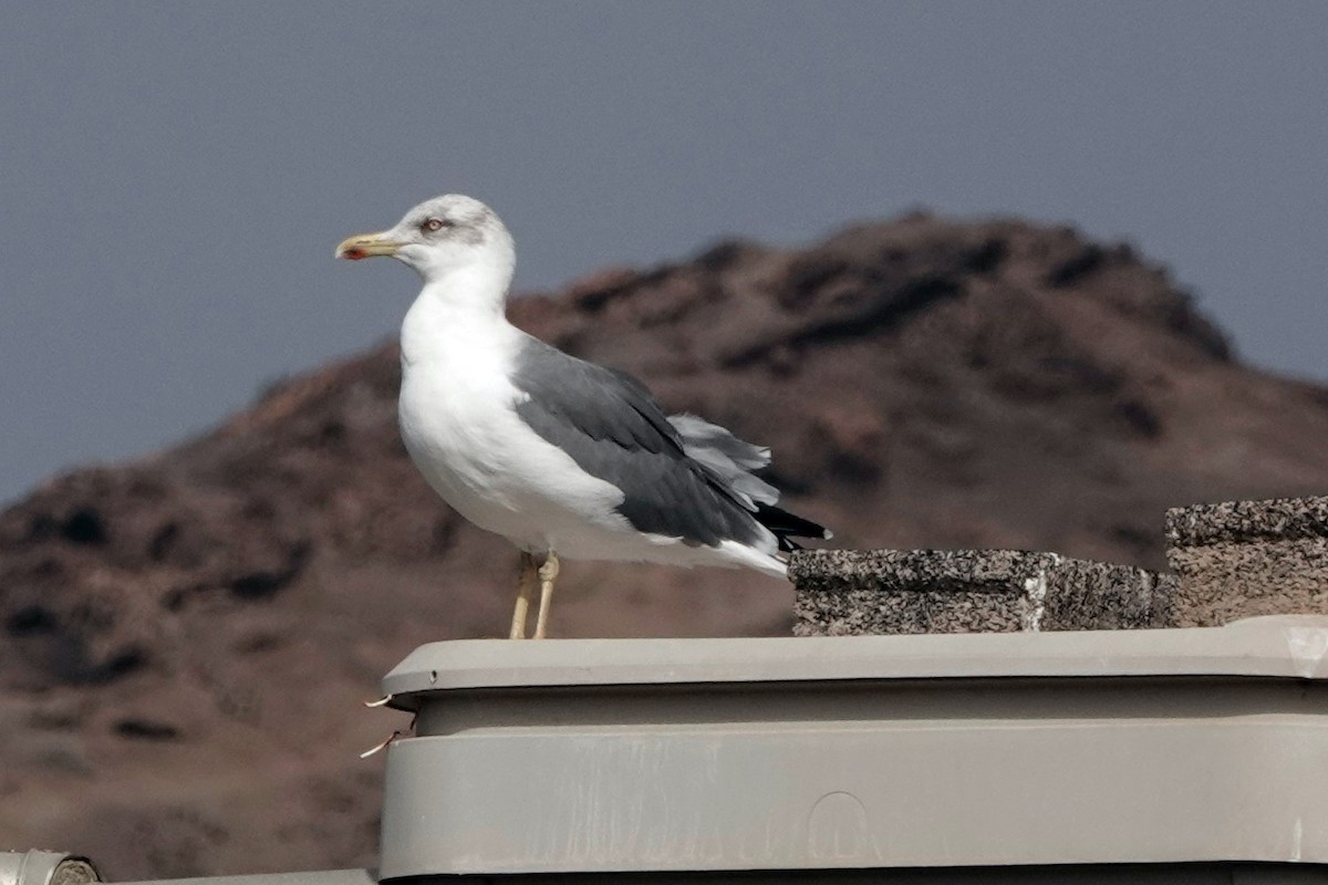 Yellow-legged Gull - ML616763923