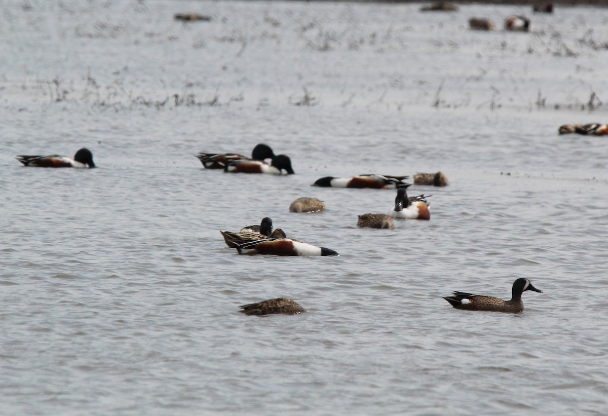 Blue-winged Teal - ML616763939