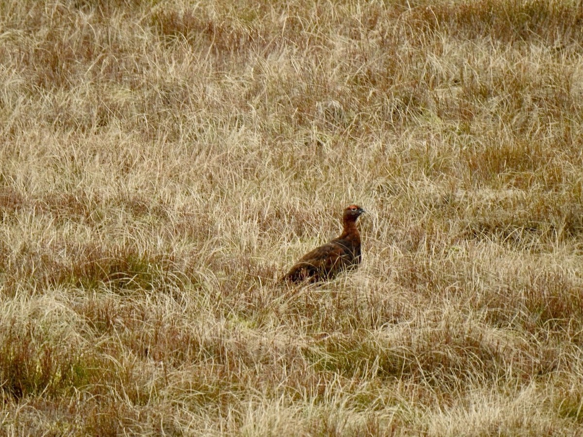 Willow Ptarmigan (Red Grouse) - ML616763960