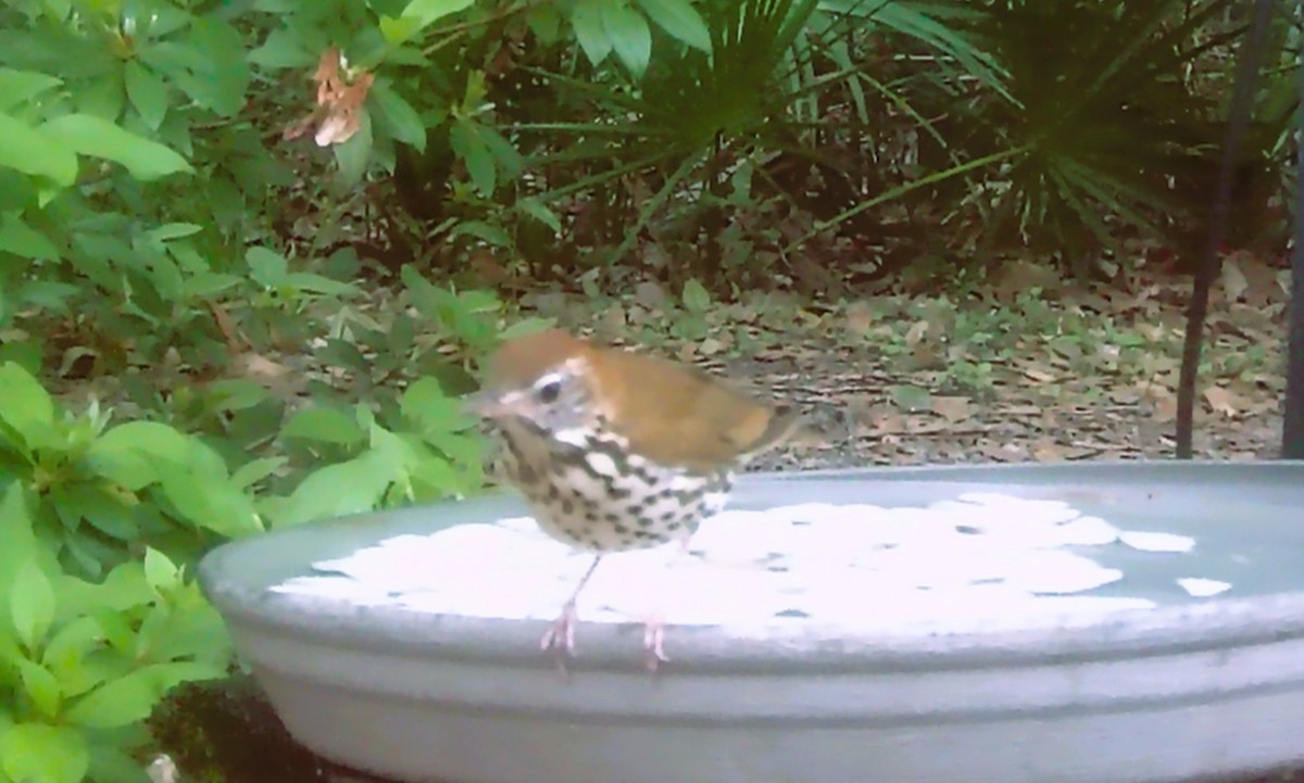 Wood Thrush - ML616763984