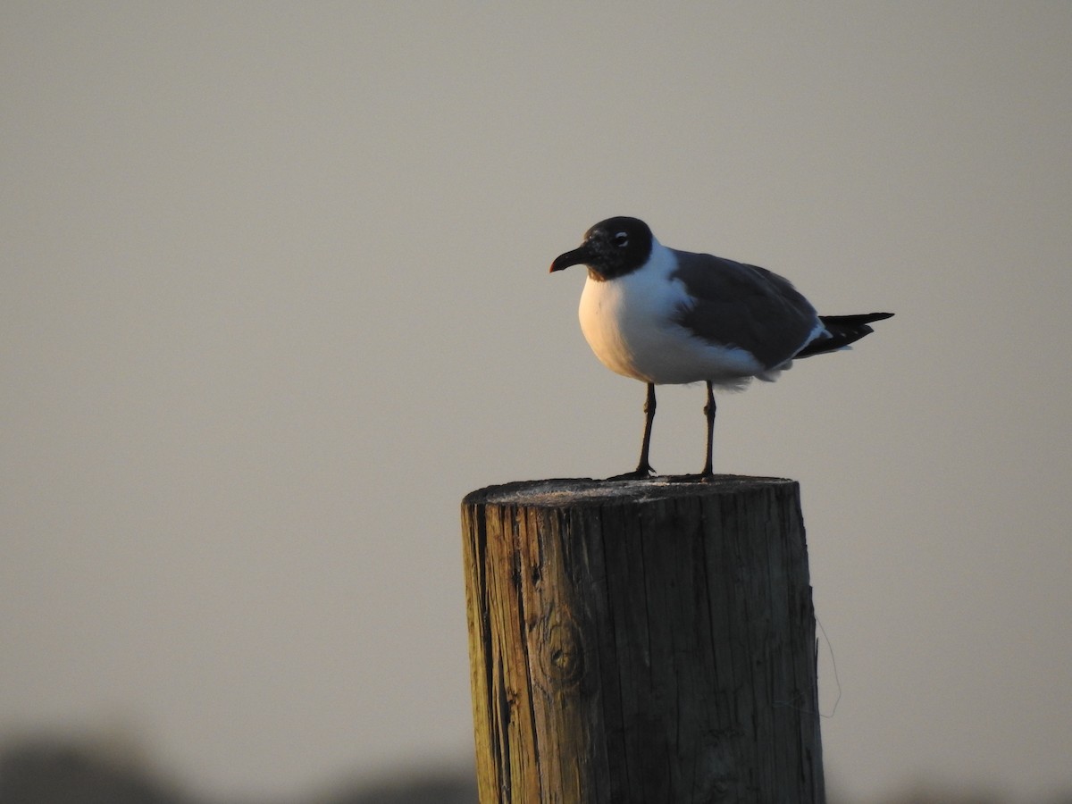 Laughing Gull - Alex Trifunovic