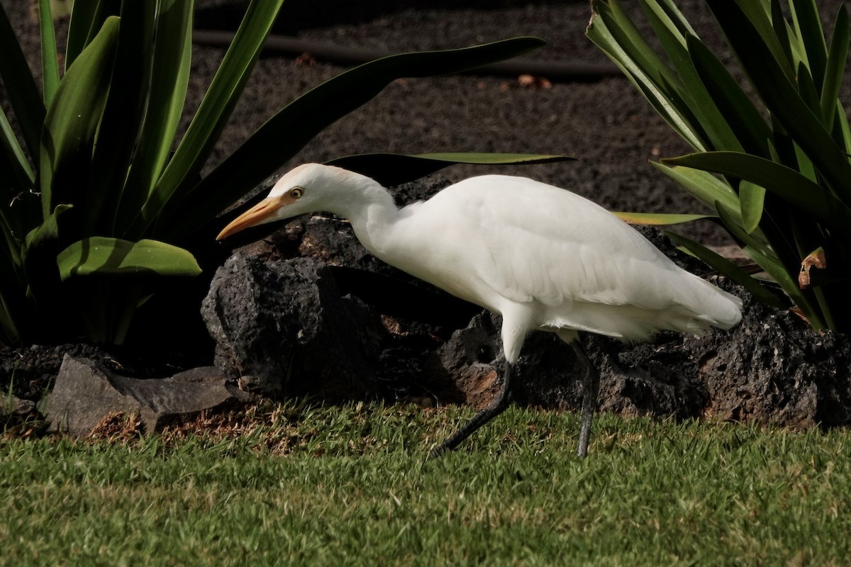 Western Cattle Egret - ML616764045