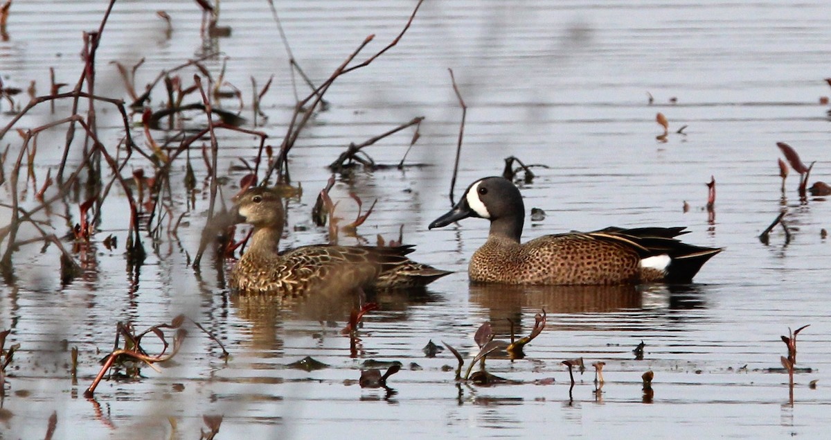 Blue-winged Teal - ML616764070