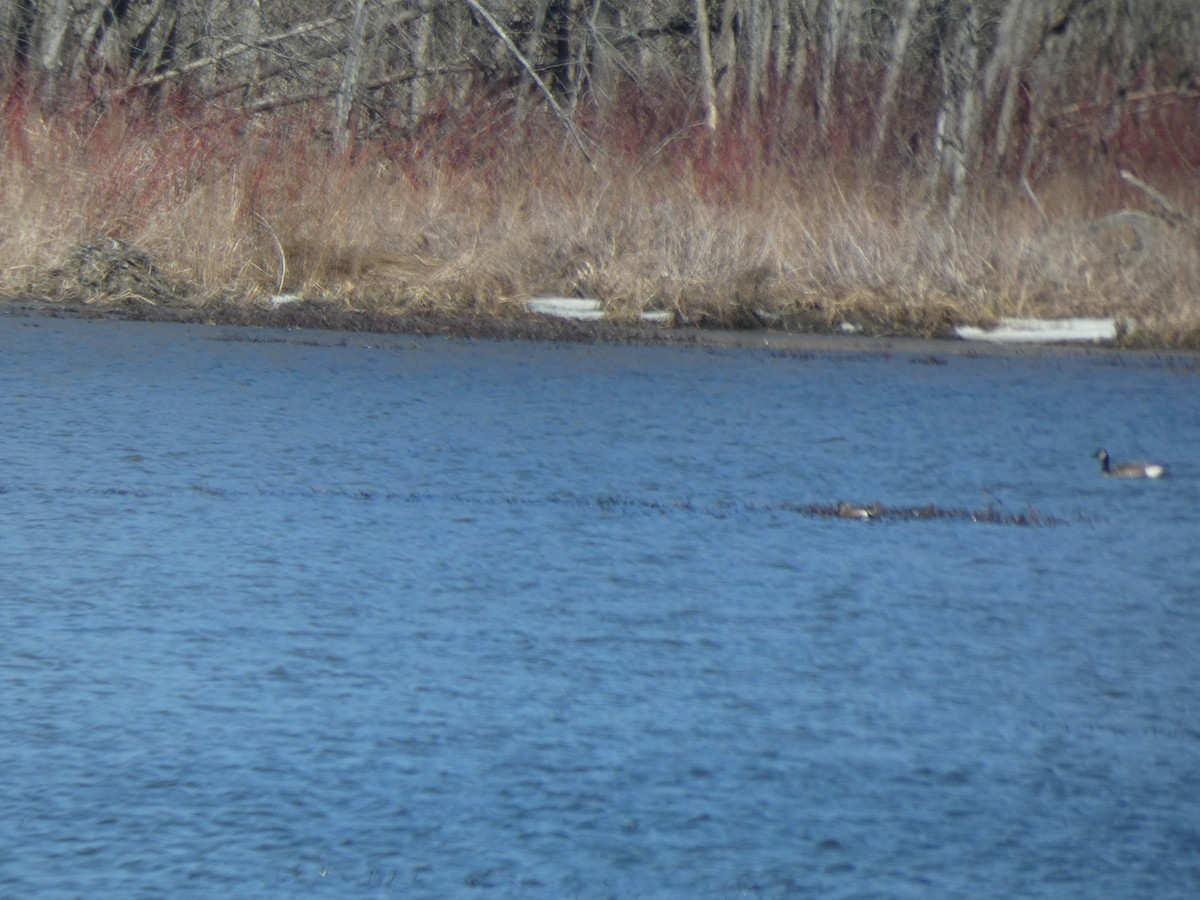 American Wigeon - ML616764106