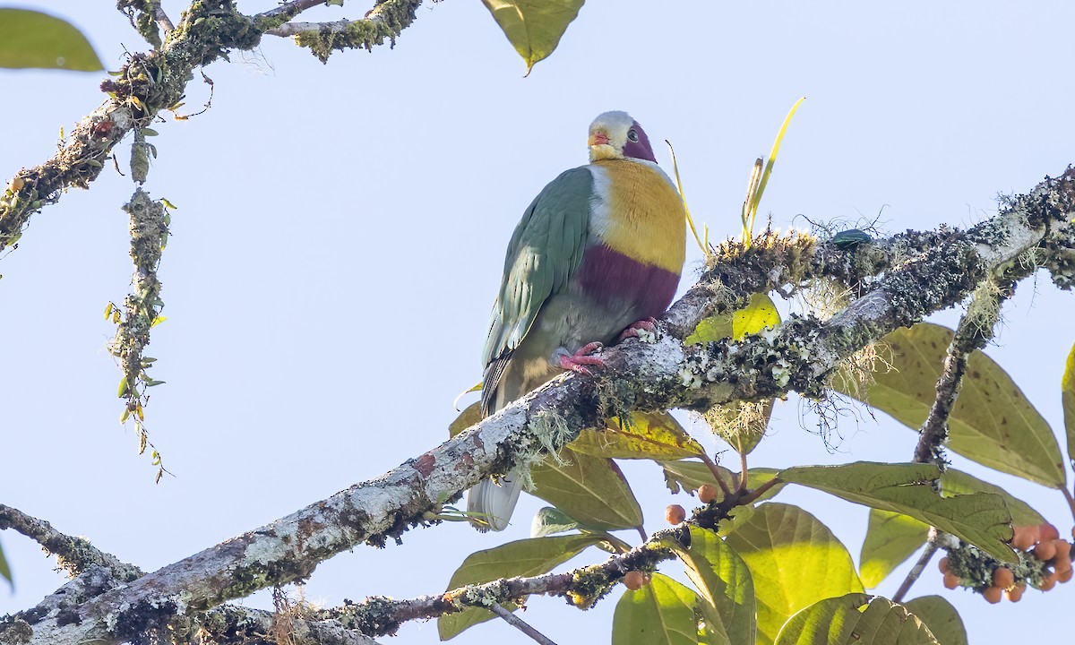 Yellow-breasted Fruit-Dove - Paul Fenwick