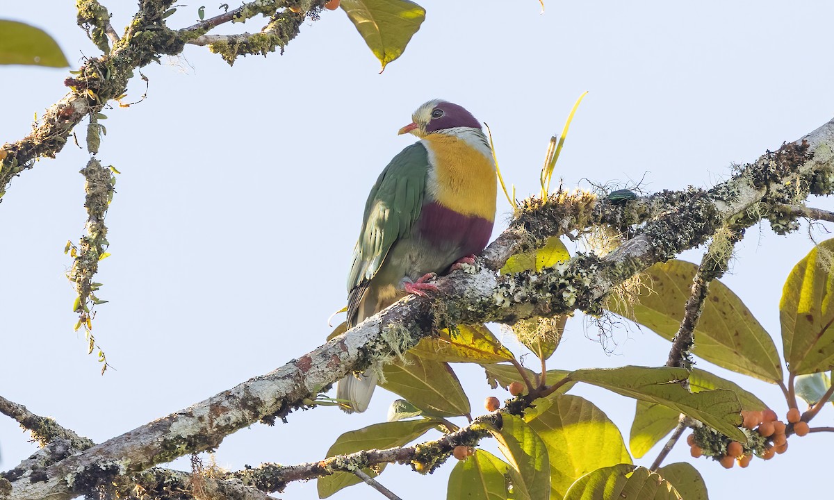 Yellow-breasted Fruit-Dove - Paul Fenwick