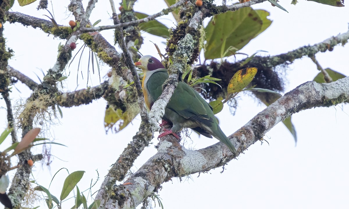 Yellow-breasted Fruit-Dove - Paul Fenwick