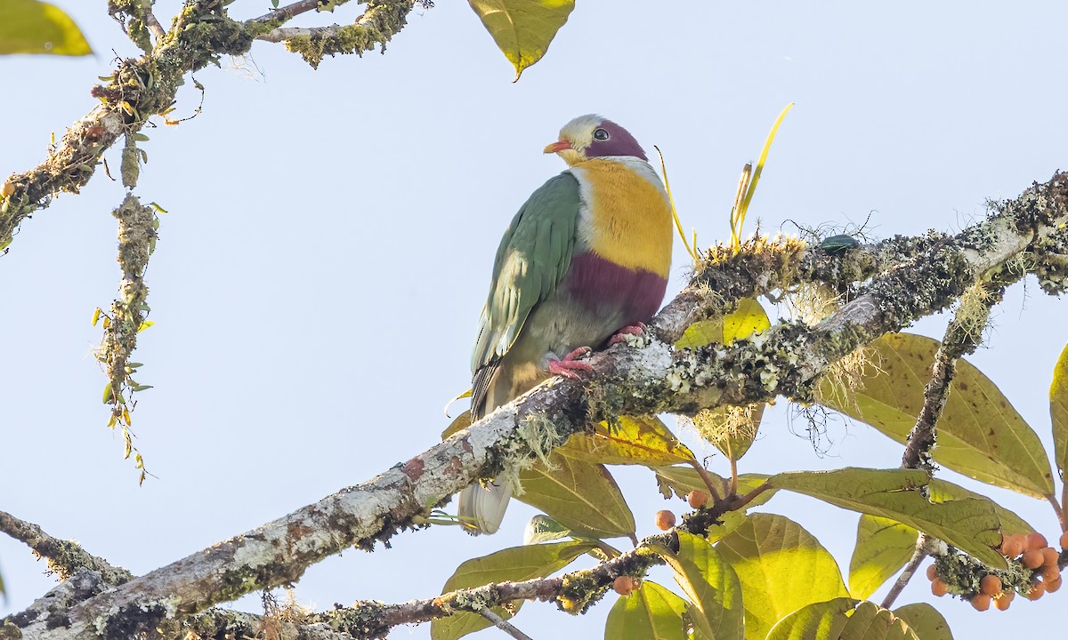 Yellow-breasted Fruit-Dove - Paul Fenwick