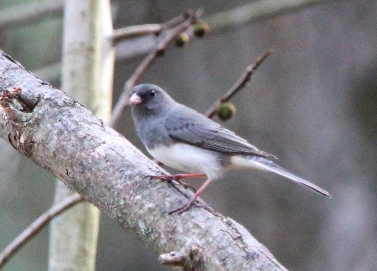 Dark-eyed Junco - ML616764180