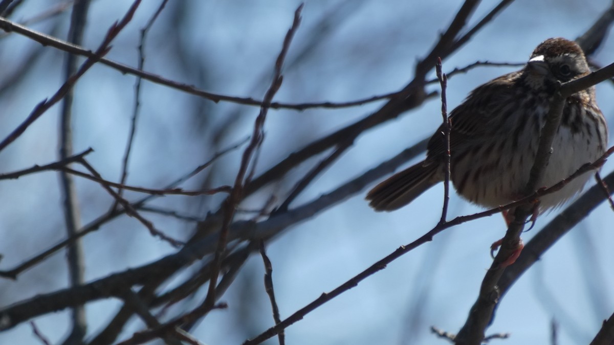 Song Sparrow - ML616764193