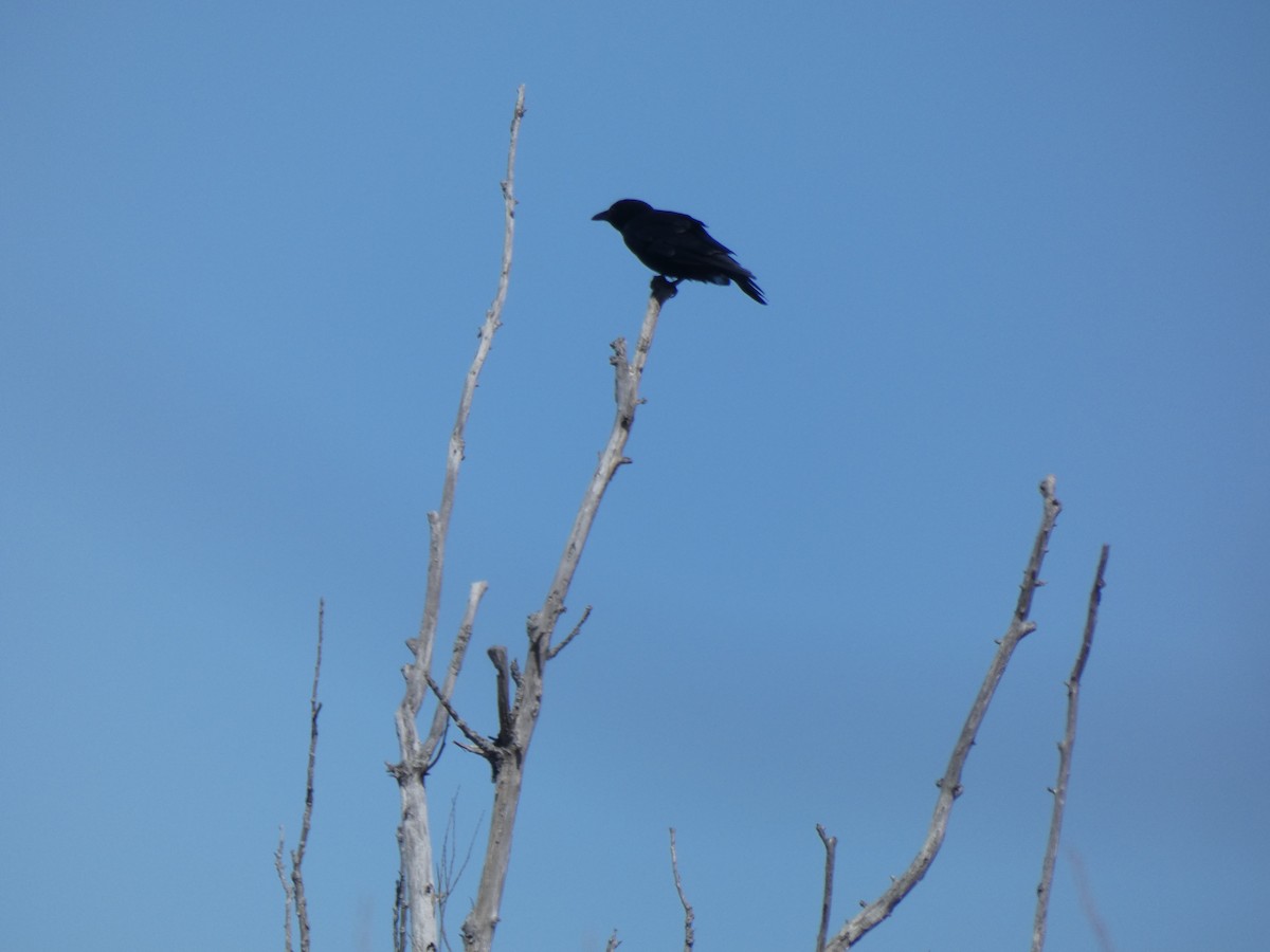 American Crow - ML616764210