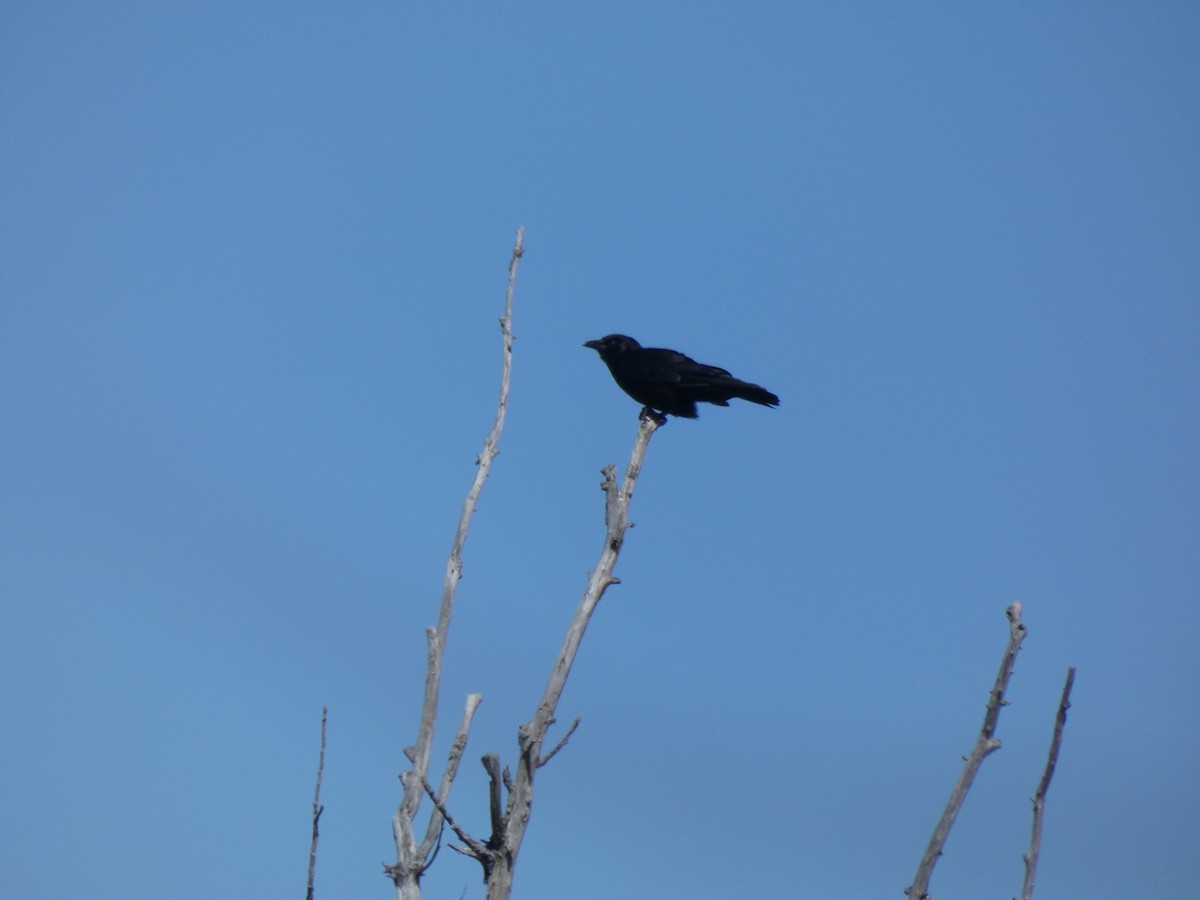 American Crow - ML616764211