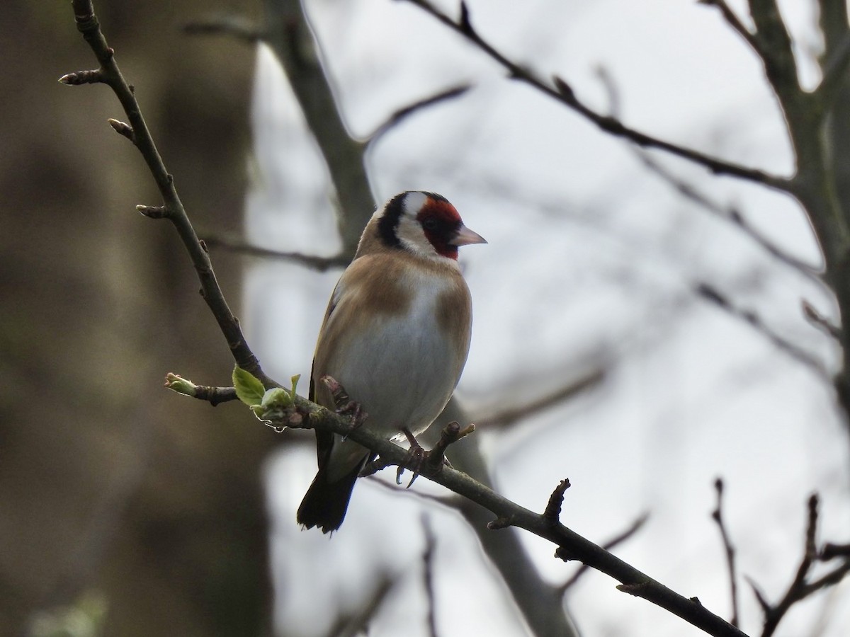 European Goldfinch (European) - Stephen Bailey