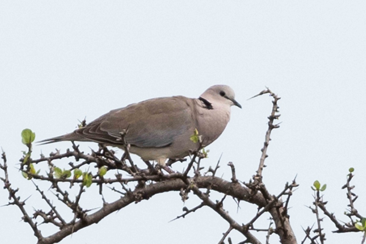 Ring-necked Dove - ML616764214