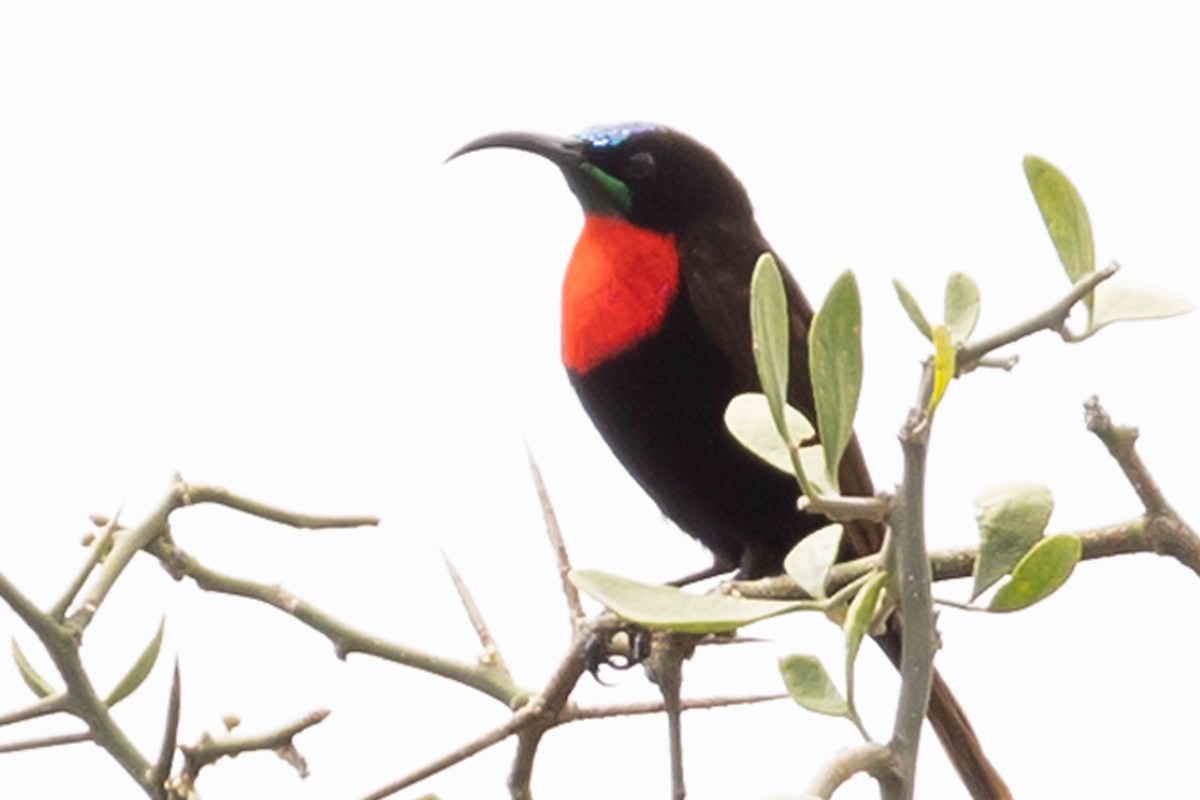 Scarlet-chested Sunbird - ML616764221