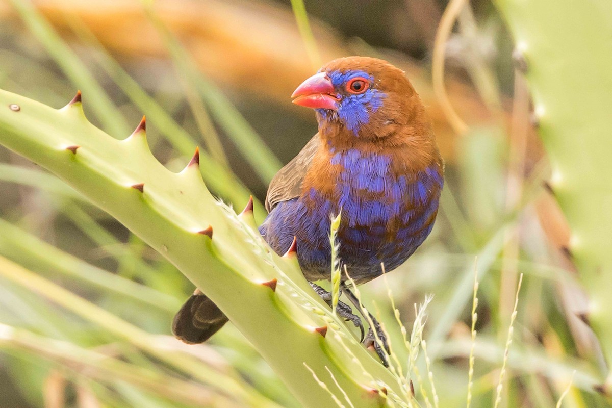 Purple Grenadier - Linda Rudolph