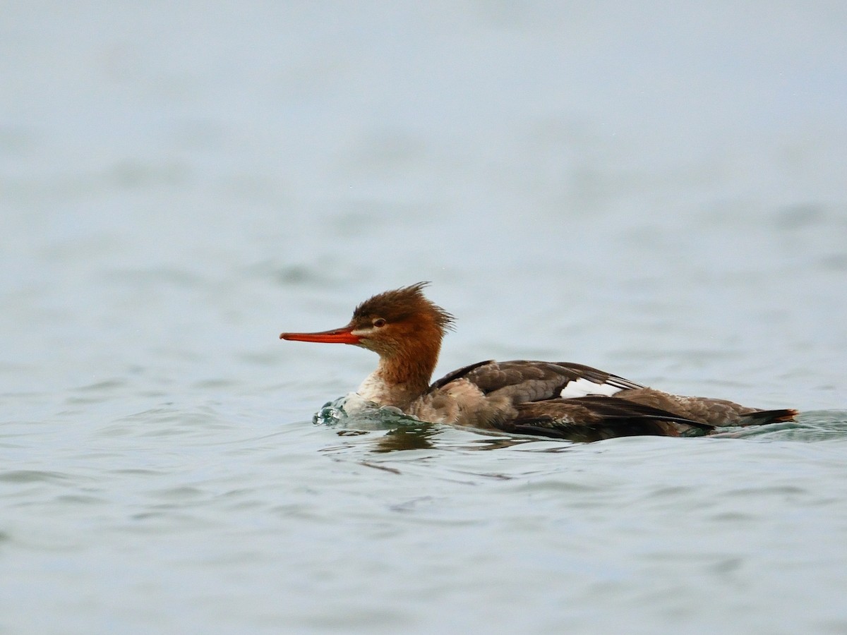 Red-breasted Merganser - ML616764252