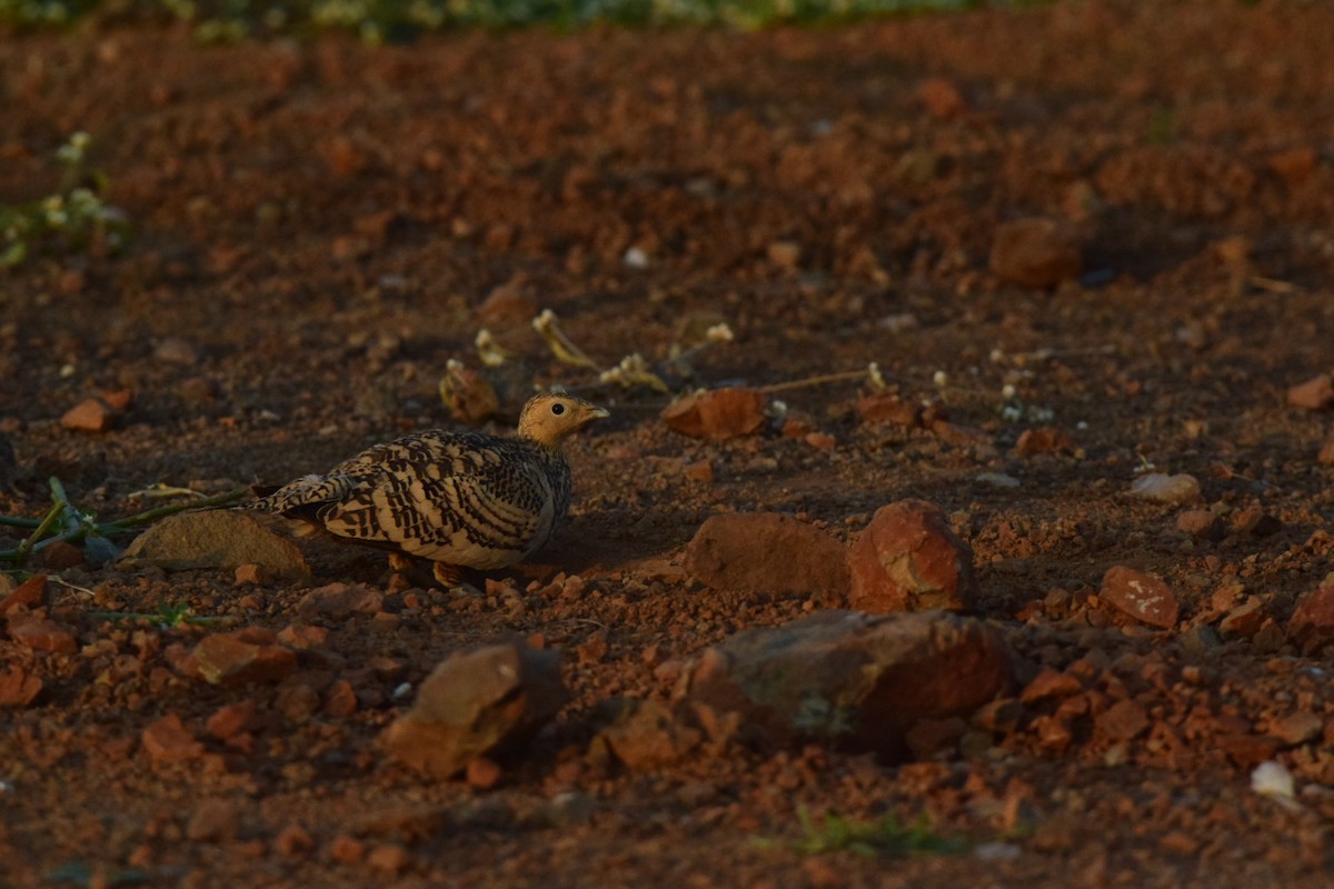 Chestnut-bellied Sandgrouse - ML616764262