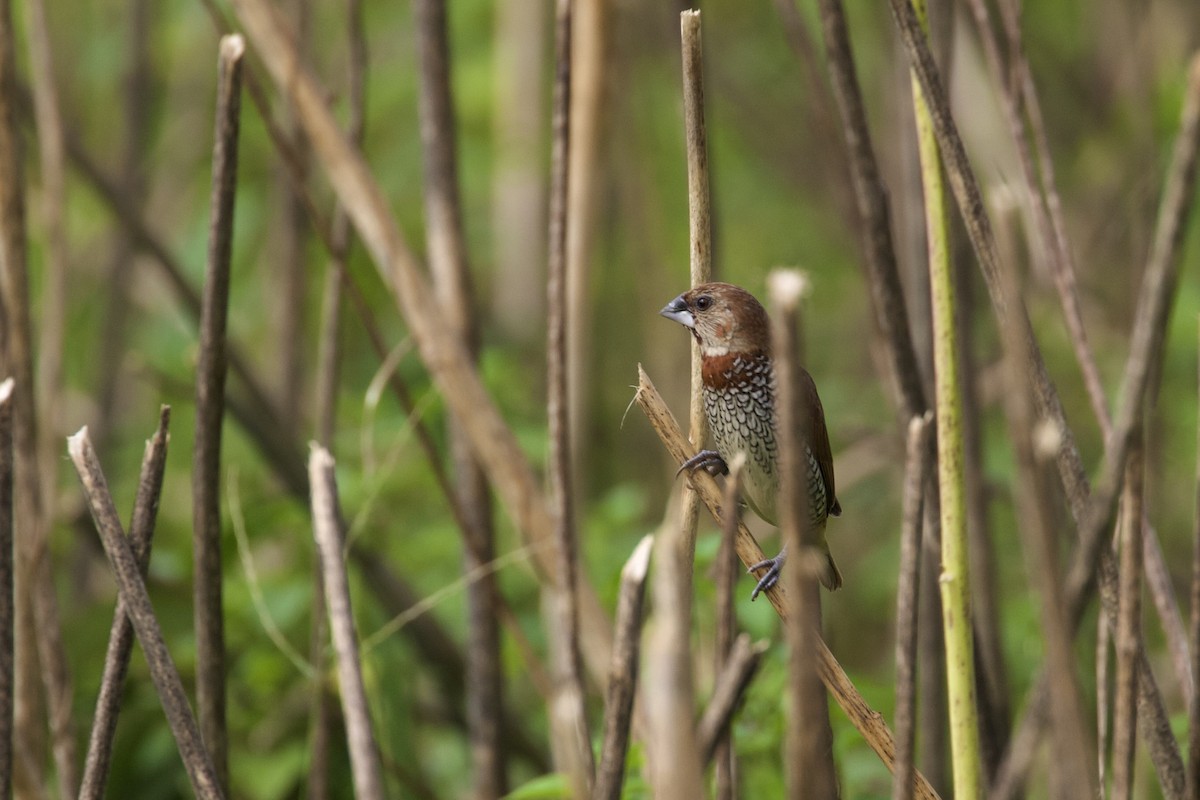 Scaly-breasted Munia - ML616764274