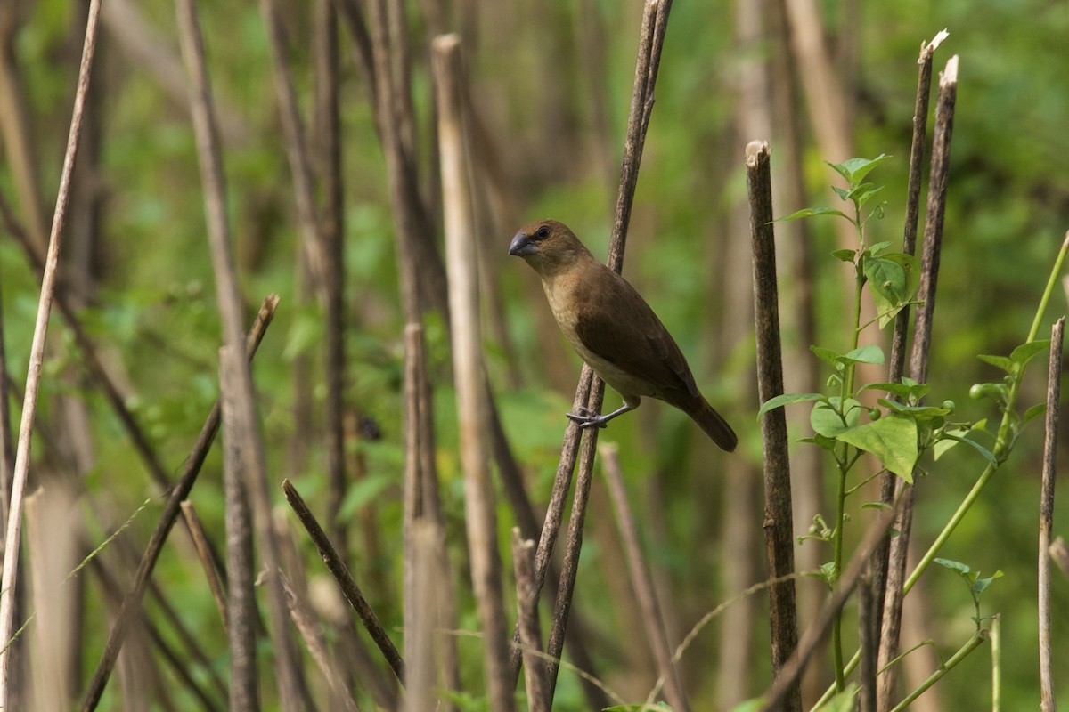 Scaly-breasted Munia - ML616764275