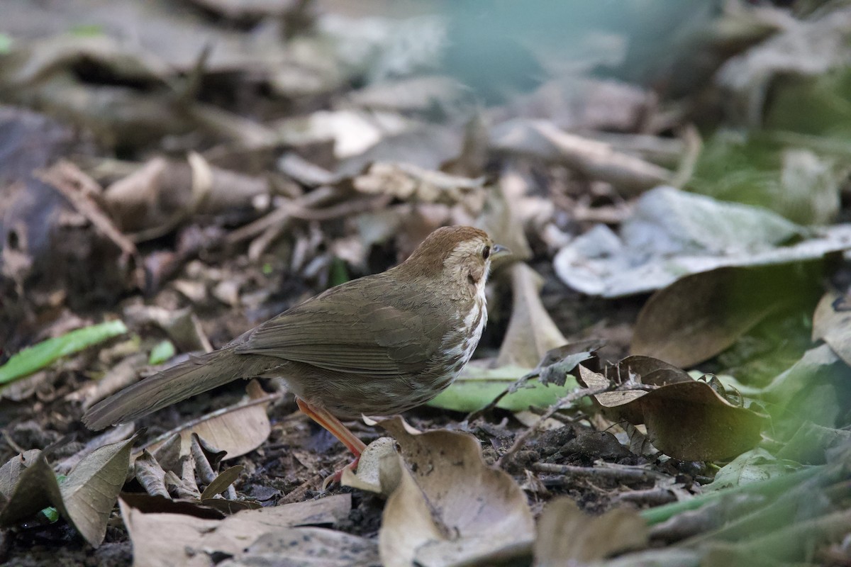 Puff-throated Babbler - ML616764276