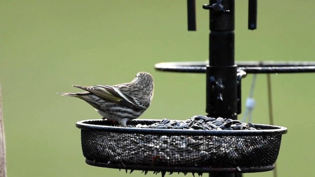 Pine Siskin - ML616764281