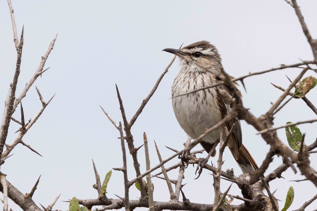 Red-backed Scrub-Robin - ML616764282