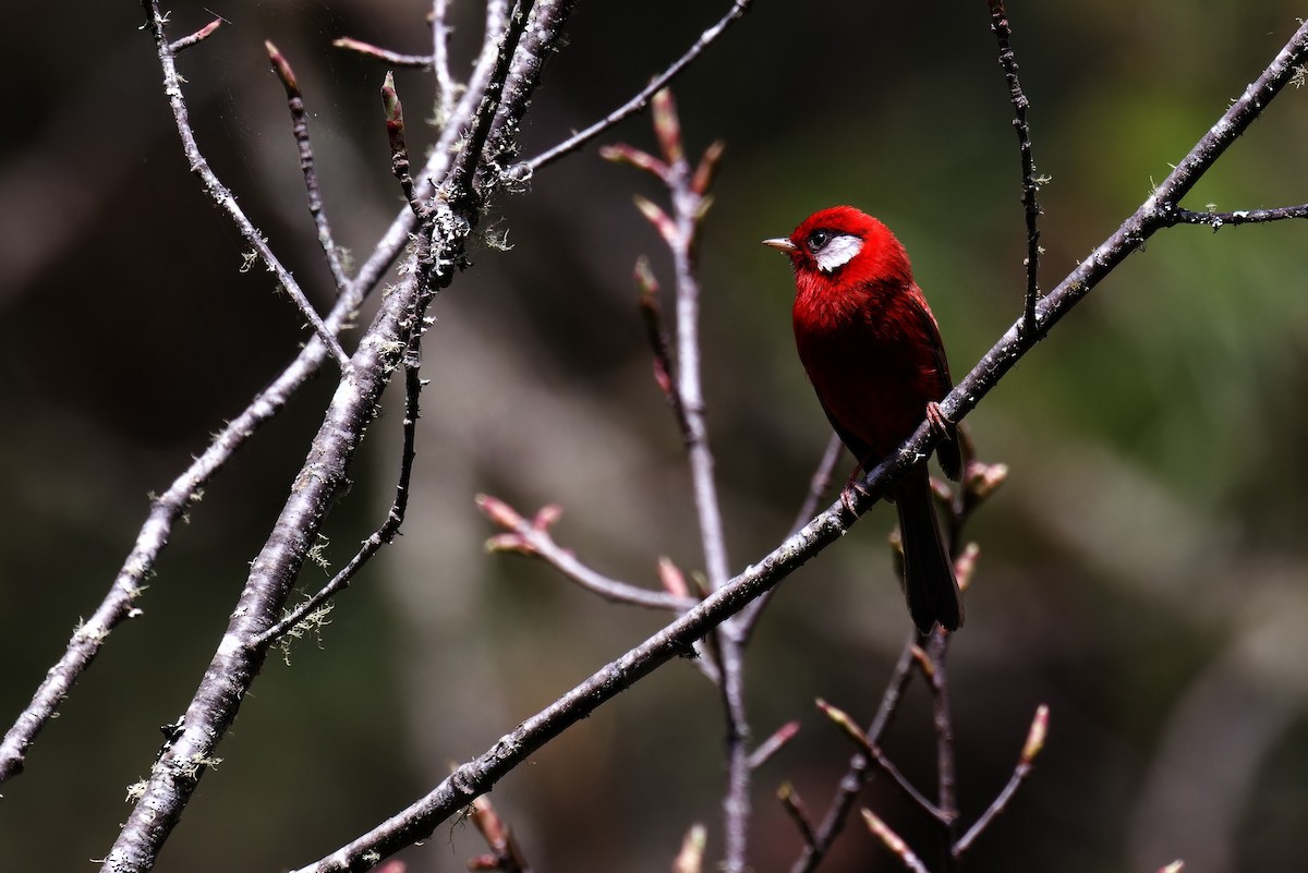 Red Warbler - ML616764291