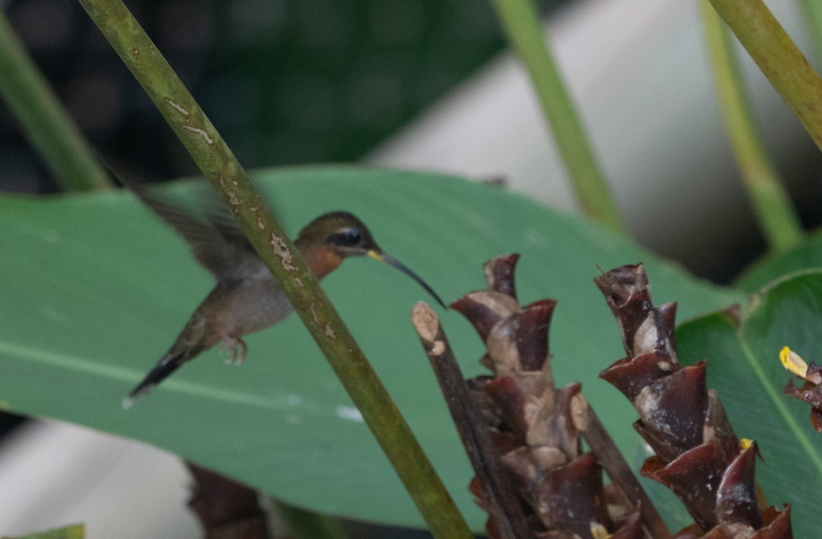 Полосатохвостый колибри-отшельник - ML616764292
